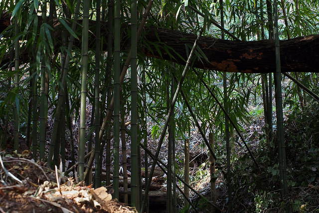 Bambou carré (Chimonobambusa quadrangularis)