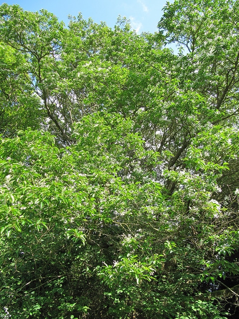 Arbre à franges de chine