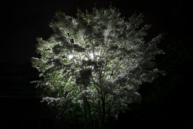Arbre à franges de chine