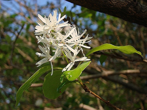 Arbre à franges de chine