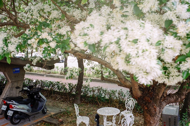 Arbre à franges de chine (Chionanthus retusus)