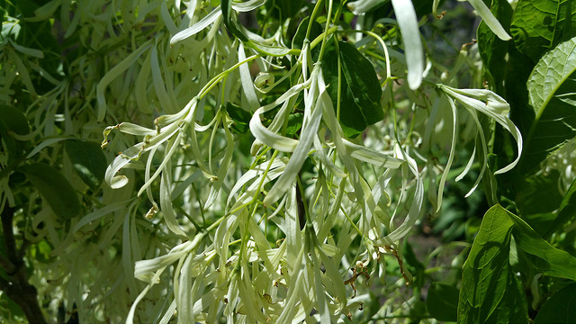 Arbre à neige
