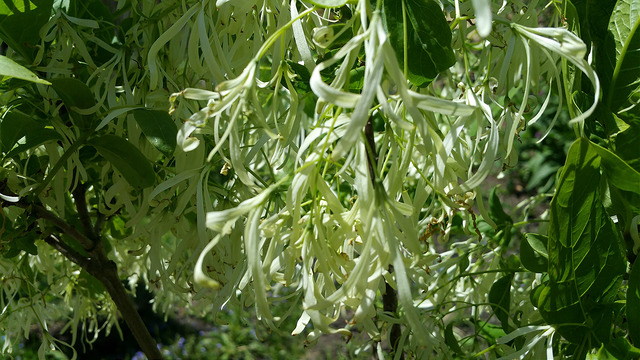 Arbre à neige
