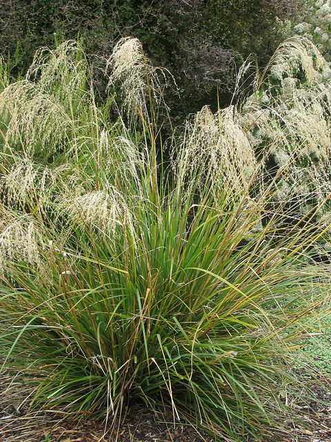 Chionochloa conspicua
