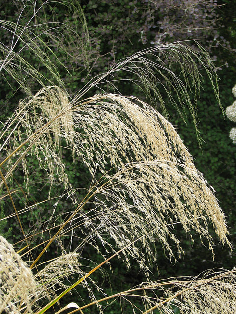 Chionochloa conspicua