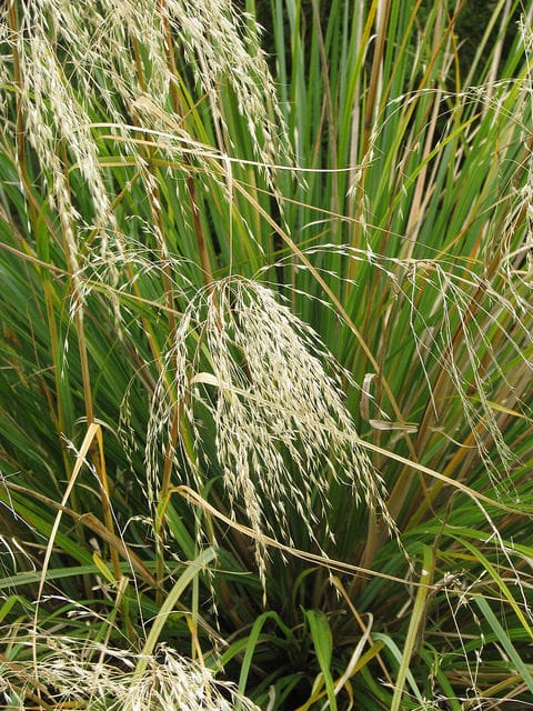Chionochloa conspicua