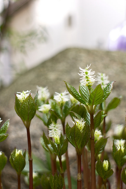 Chloranthus du Japon