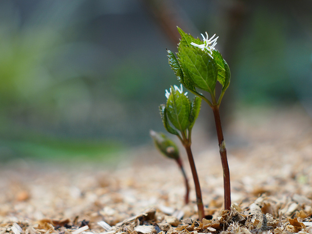 Chloranthus du Japon (Chloranthus japonicus)