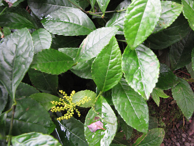 Chloranthus spicatus