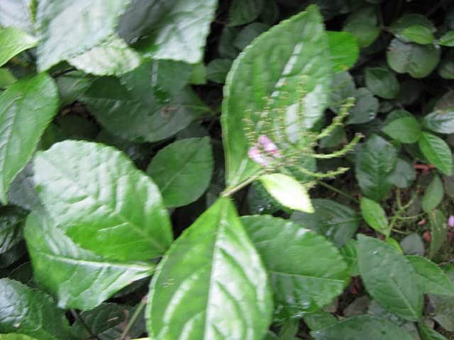 Chloranthus spicatus