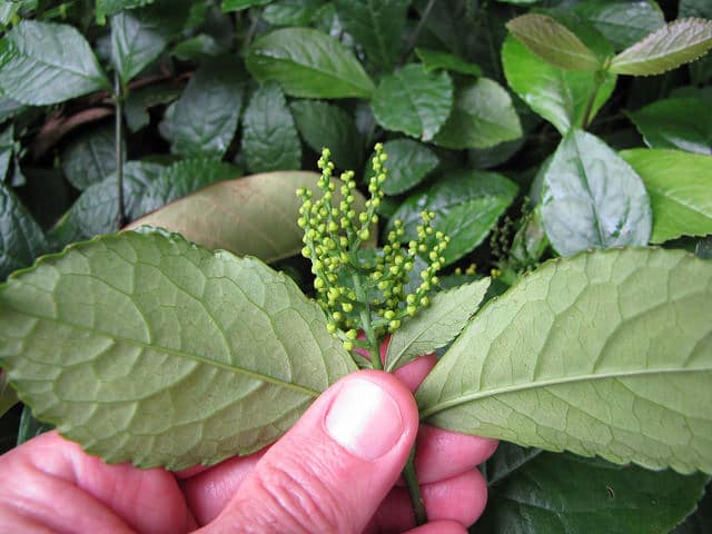 Chloranthus spicatus