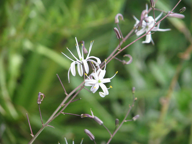 Chlorogalum pomeridianum