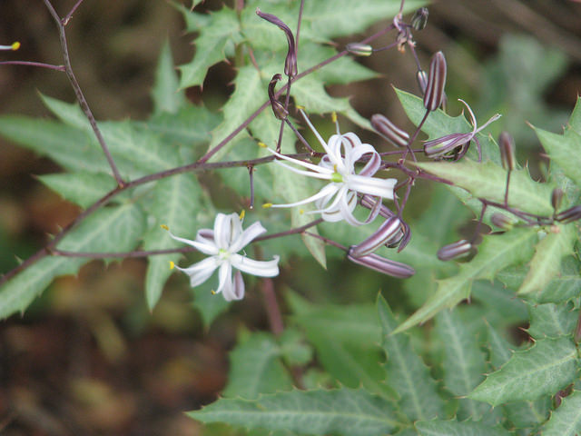 Chlorogalum pomeridianum
