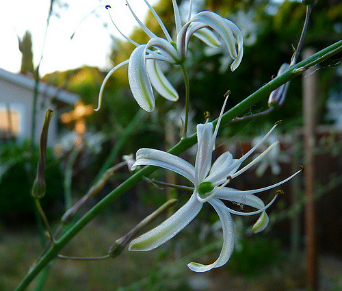Chlorogalum pomeridianum