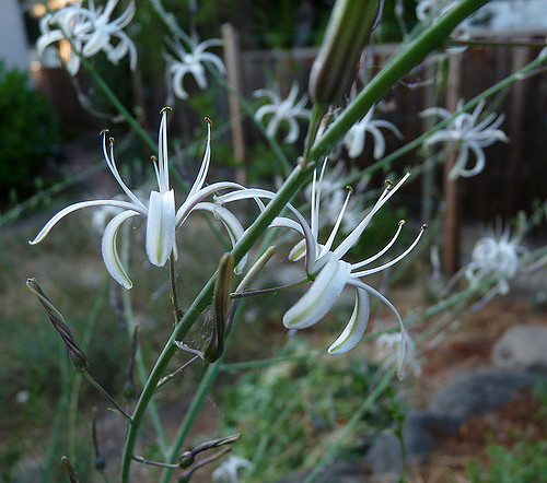 Chlorogalum pomeridianum