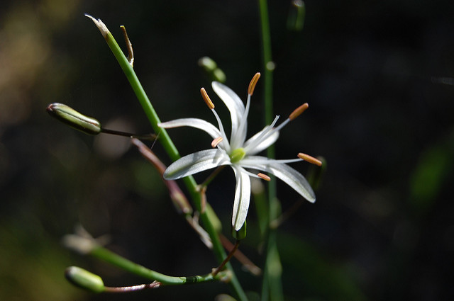 Chlorogalum pomeridianum