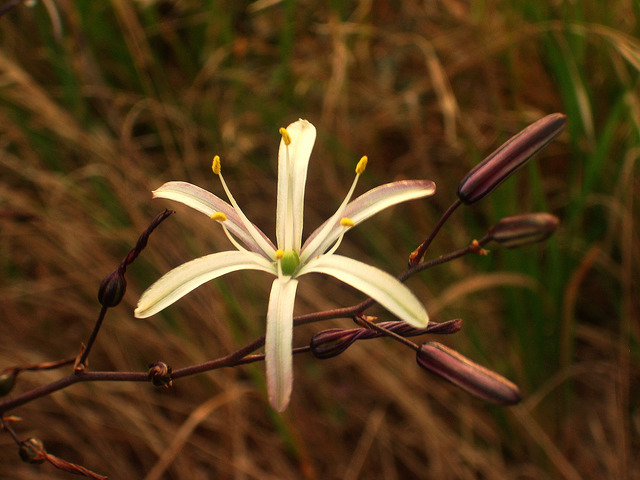 Chlorogalum pomeridianum (Chlorogalum pomeridianum)
