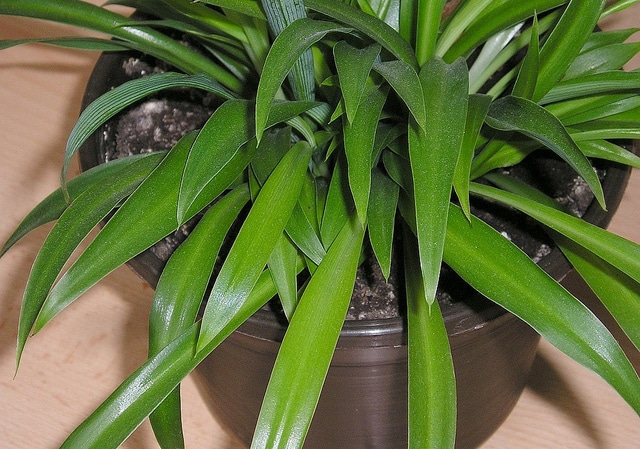 Chlorophytum capense