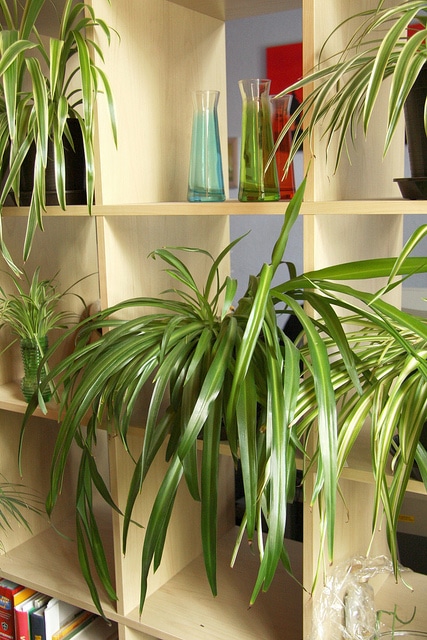 Chlorophytum capense