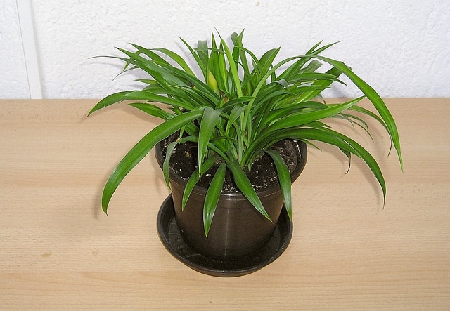 Chlorophytum capense