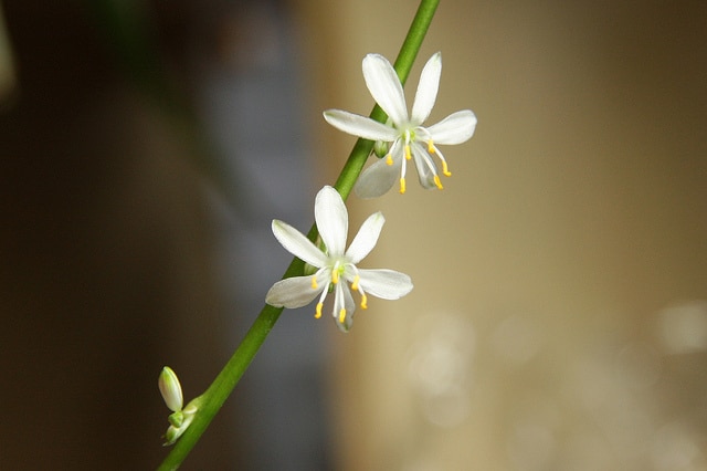 Chlorophytum capense