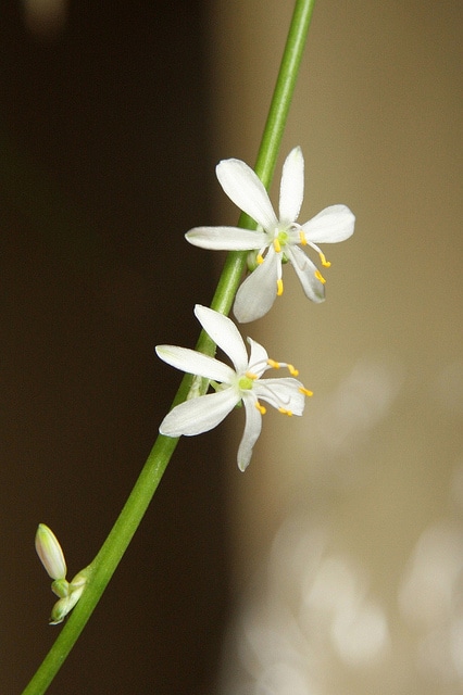 Chlorophytum capense