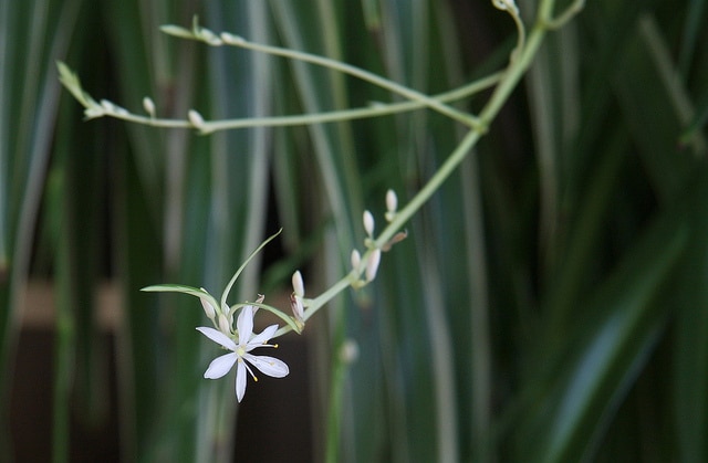 Chlorophytum capense (Chlorophytum capense)