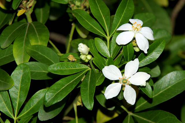 Oranger du mexique (Choisya ternata)