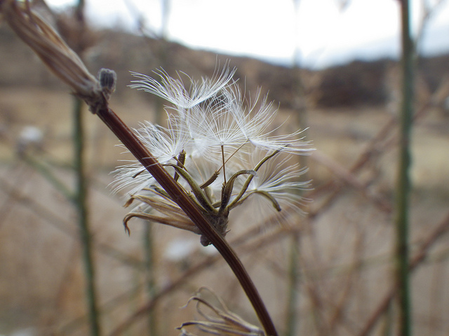 Chondrille à tiges de jonc (Chondrilla juncea)