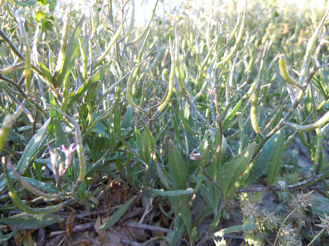 Chorispora délicate