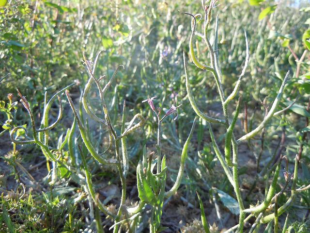 Chorispora délicate