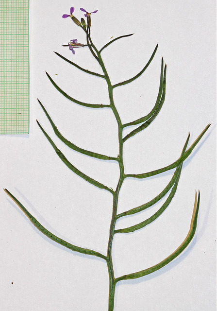 Chorispora délicate
