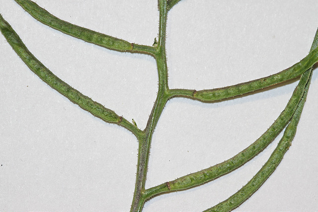Chorispora délicate