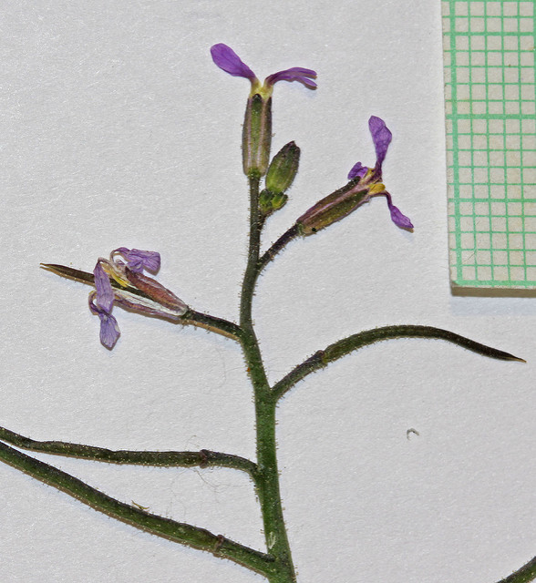 Chorispora délicate