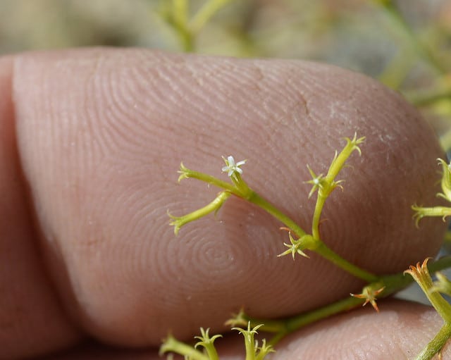 Chorizanthe brevicornu