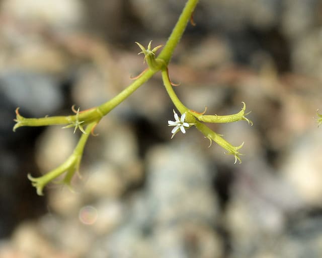 Chorizanthe brevicornu