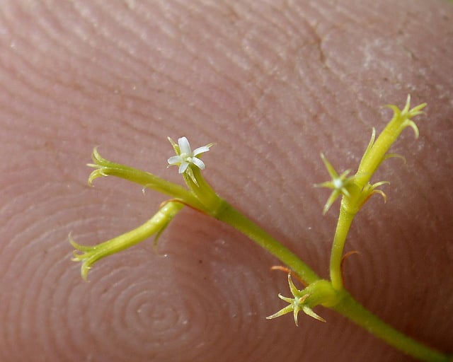 Chorizanthe brevicornu