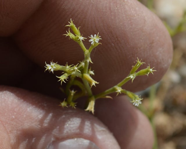 Chorizanthe brevicornu