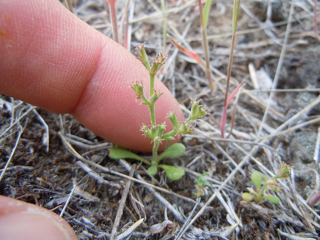 Chorizanthe brevicornu