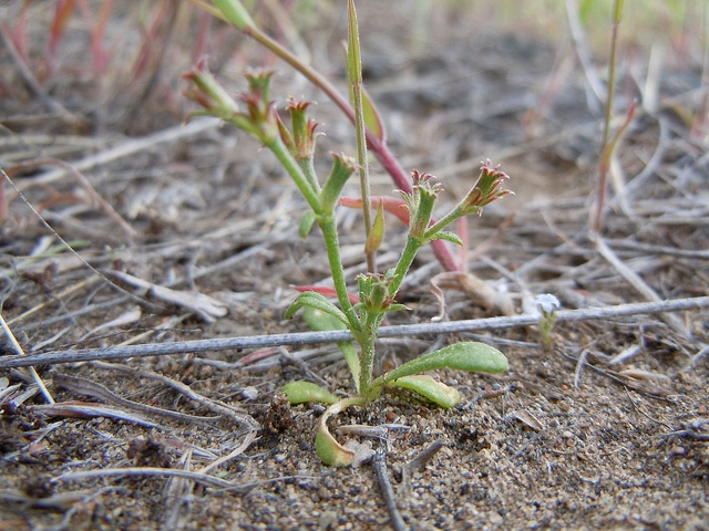 Chorizanthe brevicornu (Chorizanthe brevicornu)
