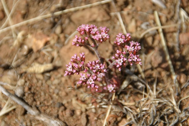 Chorizanthe staticoides