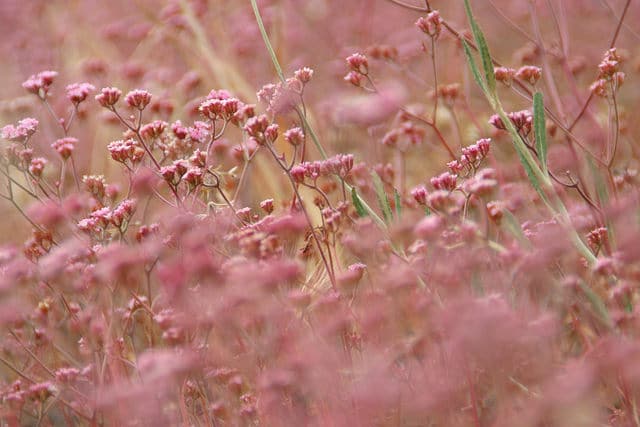 Chorizanthe staticoides