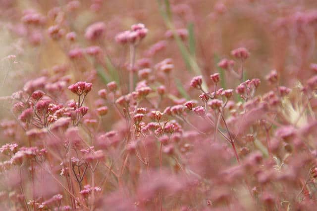 Chorizanthe staticoides
