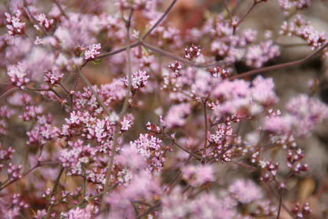 Chorizanthe staticoides