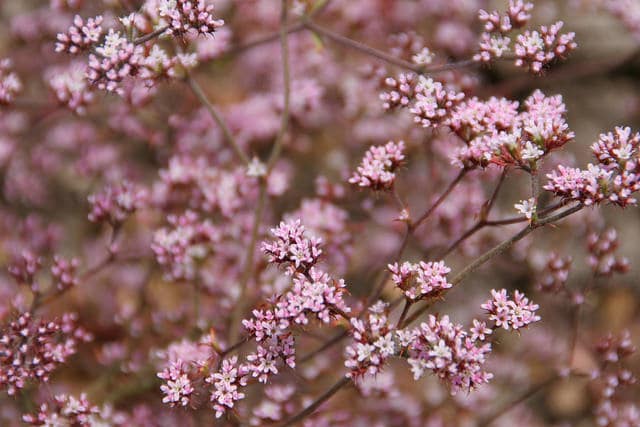 Chorizanthe staticoides