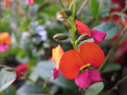 Chorizema cordatum