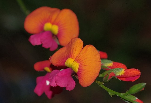 Chorizema cordatum