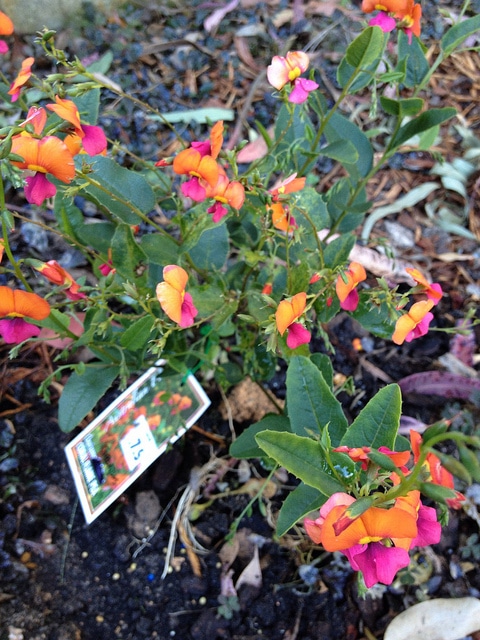 Chorizema cordatum