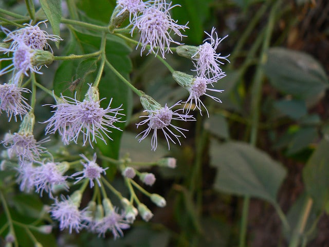Herbe du laos