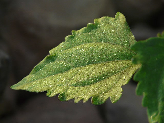 Herbe du laos